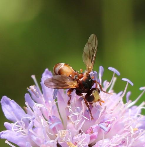 Réf. 236 340 : Sicus sp.